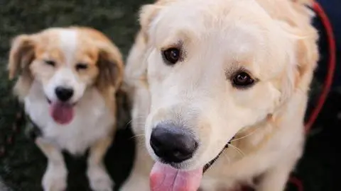 Permiso laboral por duelo de mascotas: avanza la Ley Duque en Chile