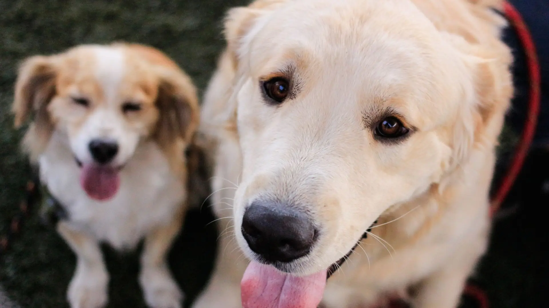 Permiso laboral por duelo de mascotas: avanza la Ley Duque en Chile