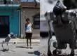 Waldog, el perro robot que lucha contra el maltrato animal en Mexico