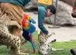 Guacamayo falleció tras ser atacado por felino durante exhibición en Buinzoo: Registro causó disgusto en redes