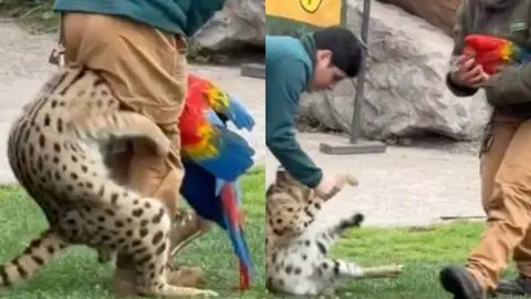 Guacamayo falleció tras ser atacado por felino durante exhibición en Buinzoo: Registro causó disgusto en redes