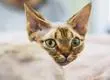 Gatos hipoalergénicos: las mejores razas para personas sensibles