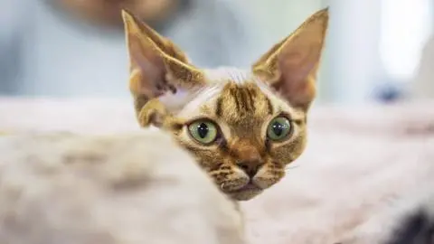 Gatos hipoalergénicos: las mejores razas para personas sensibles