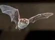 ¿Qué hacer si encuentras un murciélago en casa? Este es el protocolo oficial
