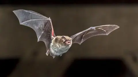 ¿Qué hacer si encuentras un murciélago en casa? Este es el protocolo oficial