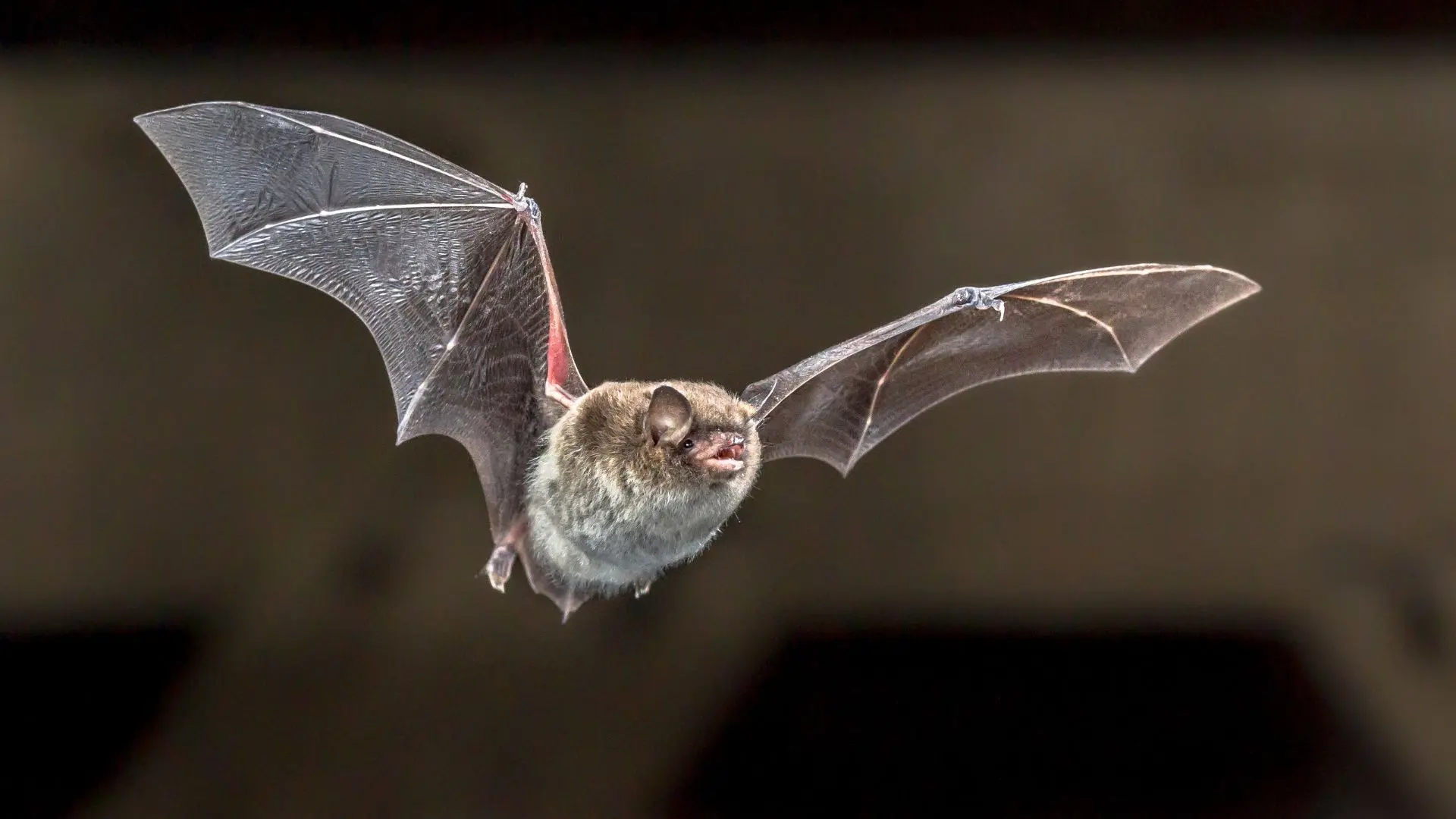 ¿Qué hacer si encuentras un murciélago en casa? Este es el protocolo oficial
