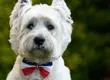Los nombres de mascotas en Chile revelan nuevas tendencias: Luna, Toby y Tom lideran las preferencias
