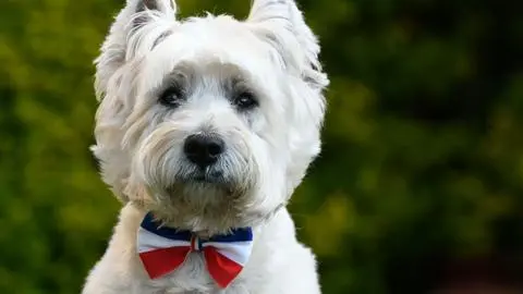 Los nombres de mascotas en Chile revelan nuevas tendencias: Luna, Toby y Tom lideran las preferencias