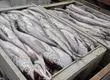 Subasta pesquera: El conflicto entre los gremios de pescadores del Biobío y el Gobierno