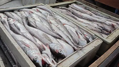 Subasta pesquera: El conflicto entre los gremios de pescadores del Biobío y el Gobierno
