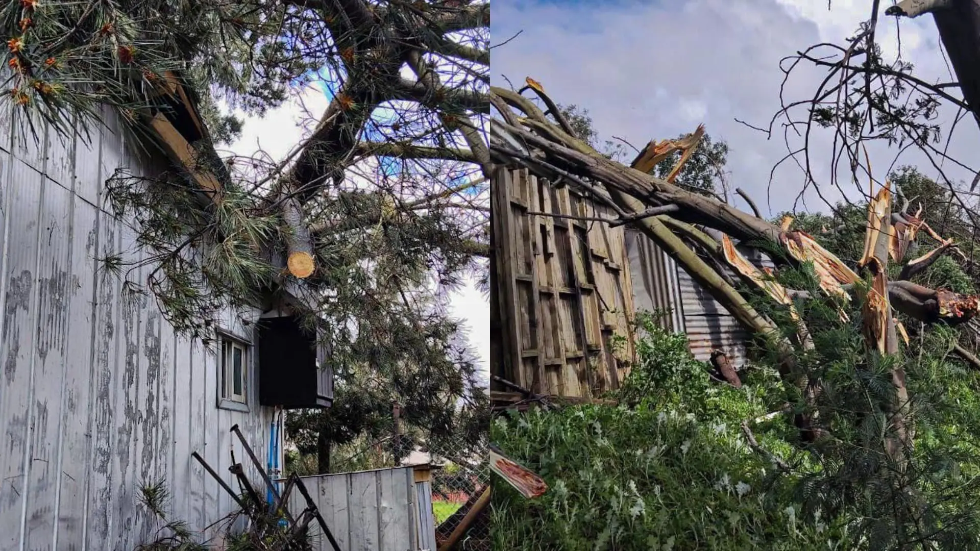 “Pensamos que la casa iba a salir volando por el viento”: Árbol cae sobre un hogar tras tromba marina en San Pedro de la Paz