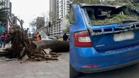 Dueño de vehículo que le cayó un árbol encima en Ñuñoa pide que Municipalidad responda