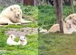 A una hora de Concepción: Quillón ve nacer a dos cachorros de león blanco