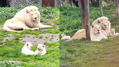 A una hora de Concepción: Quillón ve nacer a dos cachorros de león blanco
