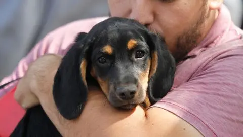 Veterinarias que atienden 24/7 y de Urgencias en el Gran Concepción