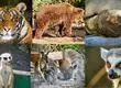 ¿Conoces el Bioparque de Quillón?: Guía para conocer a los cachorros de leones blancos