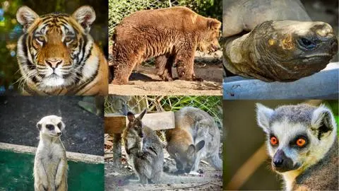 ¿Conoces el Bioparque de Quillón?: Guía para conocer a los cachorros de leones blancos