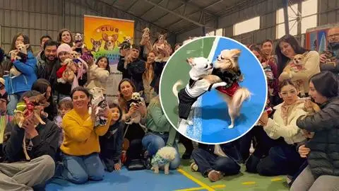 Club de Chihuahuas de Concepción celebró las Fiestas Patrias con cuecas y concursos de huasos perrunos