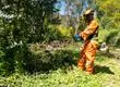 Concepción lanzó plan integral para prevenir incendios forestales