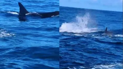 Pescadores aseguran que fueron “acorralados” por orcas en Chile