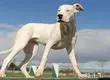 Interponen querella para dueño de dogos argentinos que atacaban a mascotas en Hualpén