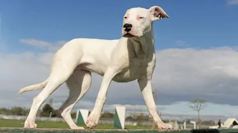 Interponen querella para dueño de dogos argentinos que atacaban a mascotas en Hualpén