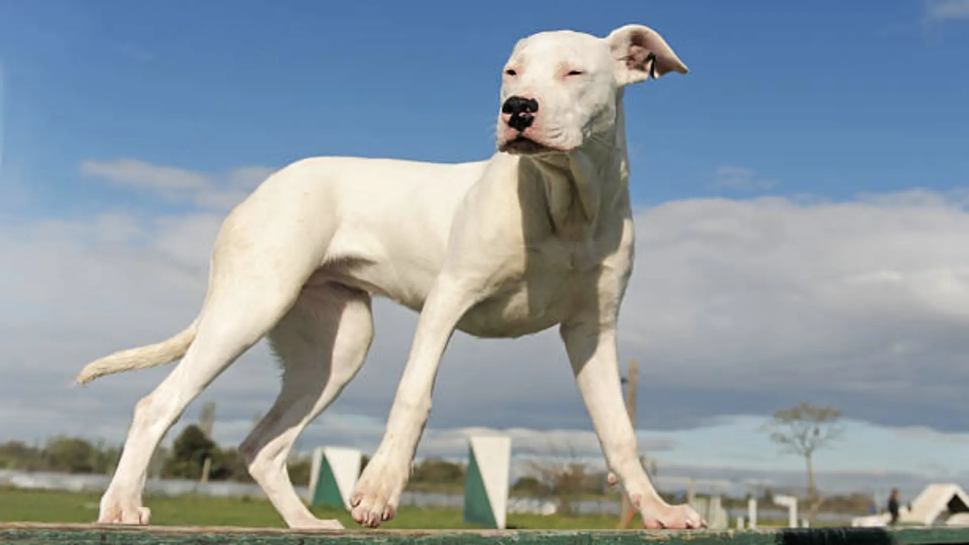 Interponen querella para dueño de dogos argentinos que atacaban a mascotas en Hualpén