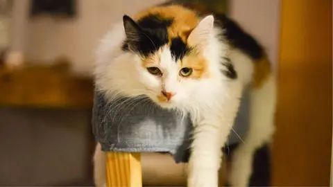 Detienen a joven por matar al gato de su abuela en Región del Biobío: Lo confesó en “tono burlesco”