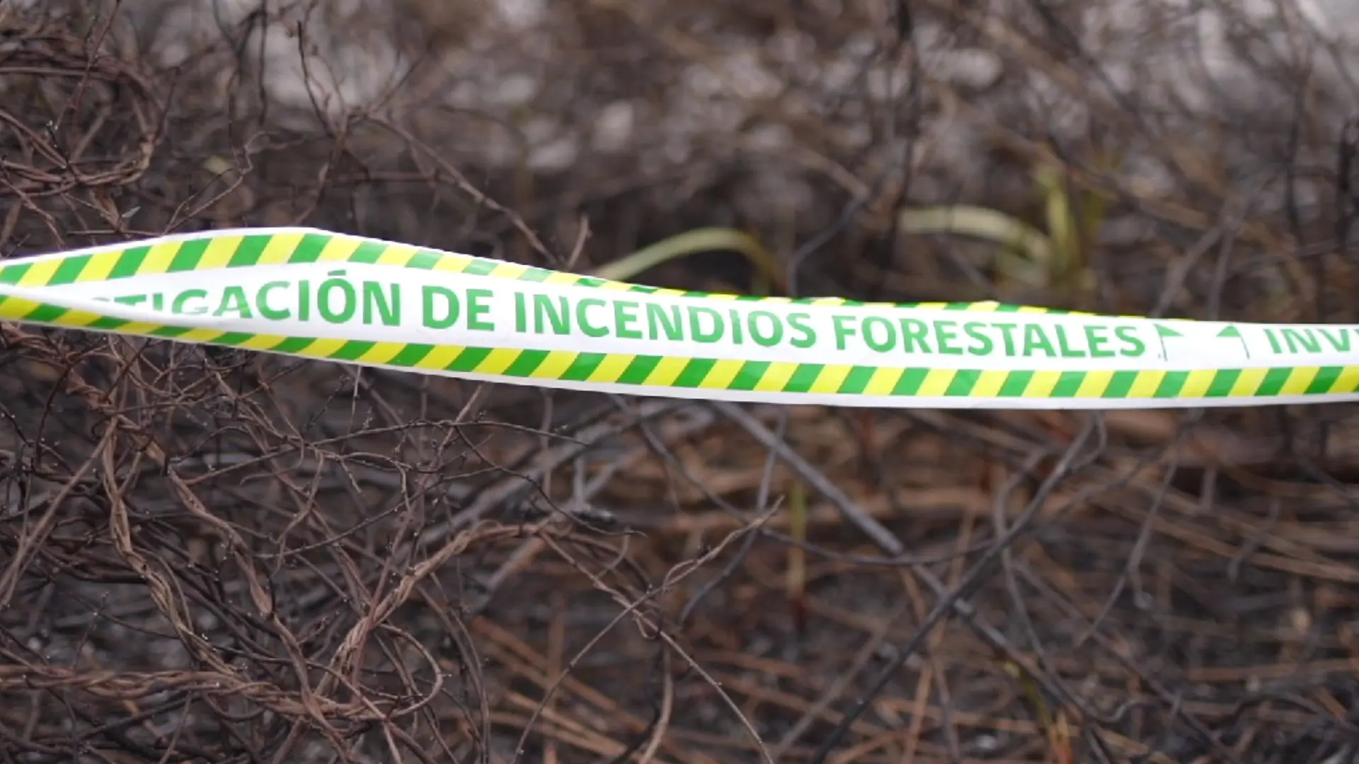 Incendio afectó al Humedal Los Batros en San Pedro de la Paz