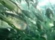 Reportan fuga masiva de salmones desde empresa en Calbuco: Solo han recapturado el 3% de los ejemplares escapados