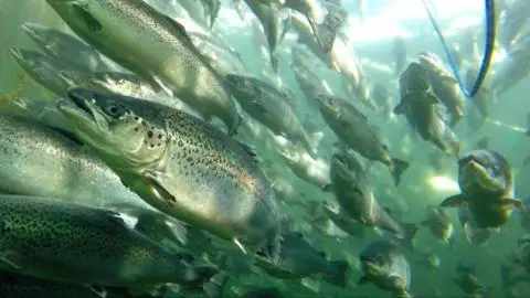 Reportan fuga masiva de salmones desde empresa en Calbuco: Solo han recapturado el 3% de los ejemplares escapados