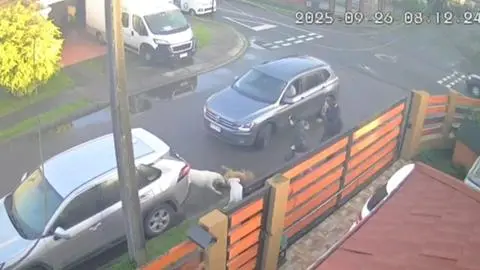 Perros dogos atacan a perrita en plena vía pública: Municipalidad de Hualpén presenta querella criminal