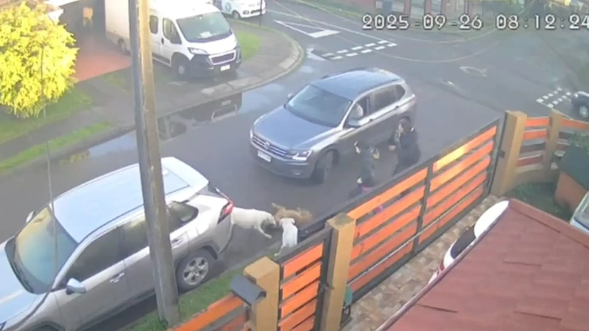 Perros dogos atacan a perrita en plena vía pública: Municipalidad de Hualpén presenta querella criminal