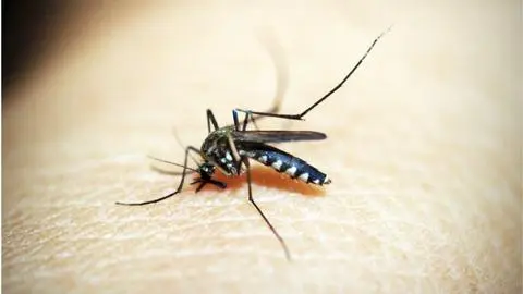 Islandia ya no está libre de mosquitos: por primera vez llegan los insectos tras récords de calor primaveral