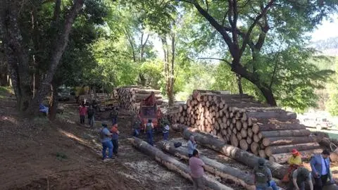 Resurge alerta por delitos forestales tras robo de madera a gran escala en Ñuble