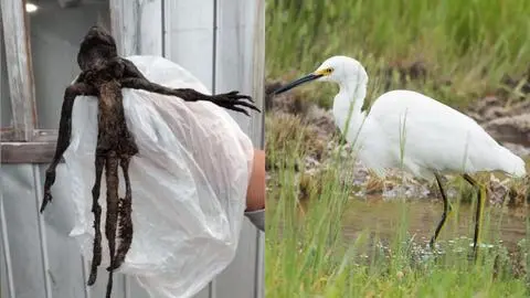 Misterio resuelto: Confirman la especie de extraña criatura hallada en Paillaco