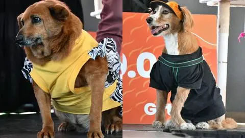 Perritos modelarán en una pasarela de adopción frente a los vecinos de Hualpén