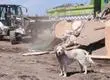Más de 200 perros y gatos abandonados tras desalojo de la Toma Dignidad