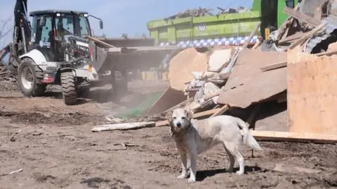 Más de 200 perros y gatos abandonados tras desalojo de la Toma Dignidad