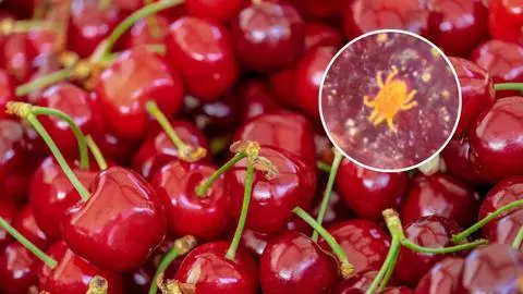 Qué es la “falsa arañita” que causó que Brasil destruyera más de una tonelada de cerezas chilenas