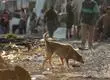 Contraloría dictamina que municipios deben aplicar medidas para evitar abandono de mascotas en desalojos de tomas