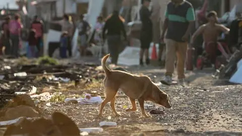 Contraloría dictamina que municipios deben aplicar medidas para evitar abandono de mascotas en desalojos de tomas