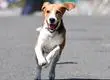 Peludos con corazón: los perros siguen siendo las mascotas favoritas de los chilenos mientras los ‘michis’ ganan terreno