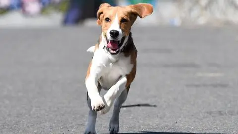 Peludos con corazón: los perros siguen siendo las mascotas favoritas de los chilenos mientras los ‘michis’ ganan terreno