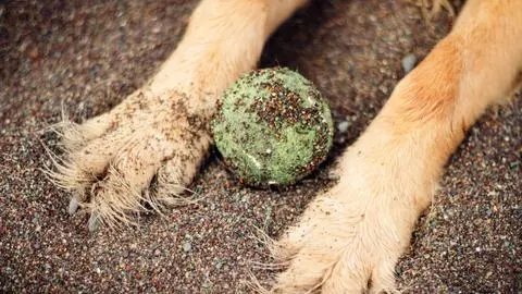 “Aberrante” caso de maltrato y abuso contra un perro callejero quedó al descubierto en Coronel