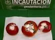 Mujeres fueron atrapadas intentando ingresar drogas en tomates a cárcel de Temuco