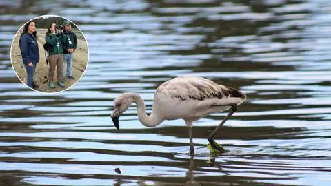 Día de la Fauna Chilena: un llamado a proteger y concientizar sobre la biodiversidad en el país y el Biobío