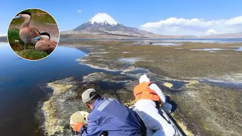 Cerca de 80 aves se vieron afectadas tras derrame de aceite de soya en Lago Chungará