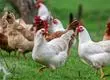 Nueva variante de gripe aviar H5N5 enciende alarmas mundiales tras registrar su primera muerte humana