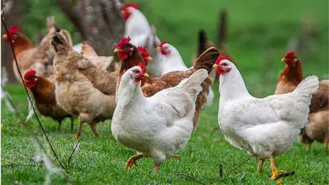 Nueva variante de gripe aviar H5N5 enciende alarmas mundiales tras registrar su primera muerte humana
